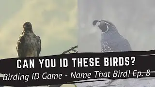 Birding ID Game - Name That Bird! Episode 8