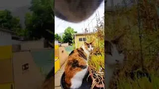 Cat POV