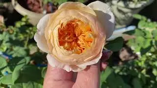 Саженцы из 