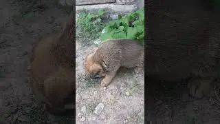 Не пугайтесь пополнение