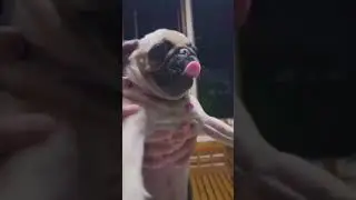 Introducing my Baby Dog