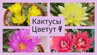 2024.Цветут Кактусы.4.серия