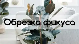 Как обрезать фикус