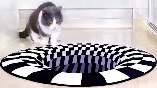 What Can't Cats Walk On? #42