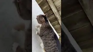 The nine lives that don’t belong to me.￼