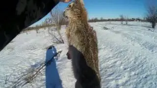 Охота на зайца 2017 | The hunting of the hare