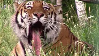 Новый Белгородский зоопарк || Animals in Zoo (Belgorod)