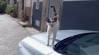 The calico cat who said good morning to me is incredibly cute.