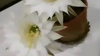 Расцвёл кактус. Цветок кактуса. Кактусы/ Как ухаживать за кактусом/ Когда расцветает кактус /