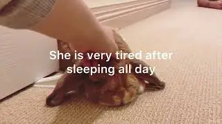 Nutmeg is sleepy