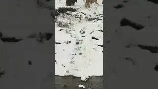 AYI SOKAK KOPEKLERINI KUCAKLIYOR