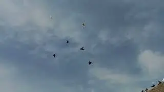 Посадка голубей против ветра.