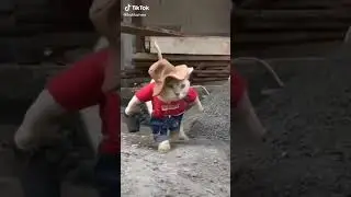 котик в смешном костюме 