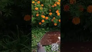 Сорока и сойка заглянули перекусить