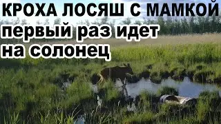 Кроха Лосяш с мамкой первый раз в жизни идет на солонец