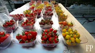 Tomato Tsar: Meet North America's biggest greenhouse vegetable grower