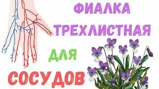 Violet: properties, benefits, and medicinal uses for blood vessels