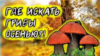 Как найти грибы осенью?! Если бы я знал это раньше! Грибник к шоке!!