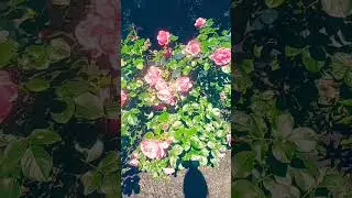 АФФИРМАЦИИ ДНЯ В НОВОЛУНИЕ!