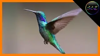 25 Fast Fun Facts About Anything #2 (With Quiz) | Spectral CountdownZ