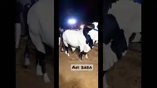 Gulabi peace mashallah #cowmandi #bakraeid2023 #mandi #mandikadewana #eid #mandi2023 #cowlover