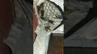 The nest is a hive of hornets. Beekeeping.