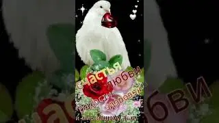 #видеооткрытка