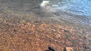 Drowning pit bull