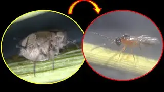 #23 노란 진딧물 3-3 머미(mummy) 진디벌(Aphidius ervi) 기생벌 진딧물 탈피 확대영상 Aphid Aphidoidea ecdysis