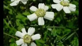 листья растений и золотое сечение