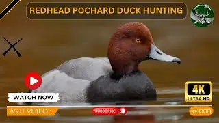 Duck Hunting | Redhead | As It Video # 008