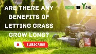 Are There Any Benefits of Letting Grass Grow Long?