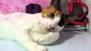 Banho de gata