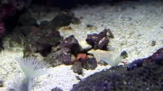 Female Red Headed Jawfish