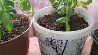 мои томаты 28 марта 🍅🍅🍅