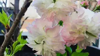 Cerezo Japonés Shogetsu 21/03/22
