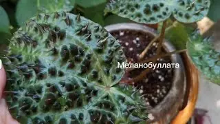 ЗАМИОКУЛЬКАС, ПЕРЕСАДКА. Осенние хлопоты, бегонии.