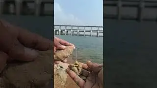 How to insert fishing bite in feder || how to pop ups in set in fishing hooks fish feeder crop