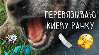 Перевязываю лапу собаке | Австралийский хилер
