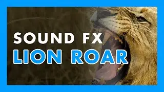 LION ROAR - (Sound Effect) 🦁🐅