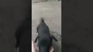 Щеночек милашка #shorts