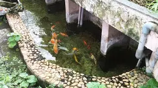 My Koi fish tank (September 5, 2024)
