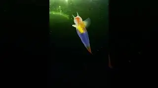 Морской ангел  