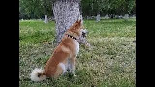 Зсл Мишка на выставке/Ходим первыми/Краснодар