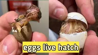 chicken eggs hatching in my hand