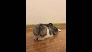КОТ ФОКУСНИК             