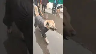 Когда хвостики уезжают домой - это всегда бесконечное счастье! #приветиздома #счастье #дом
