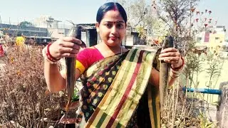 গ্রাম্যপদ্ধতিতে আলুদিয়ে দেশি মাগুর মাছের  রান্না || cat fish recipe by Hello Purulia.