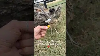 This Roadrunner’s Sweetest Little Moment 🥹❤️ 
