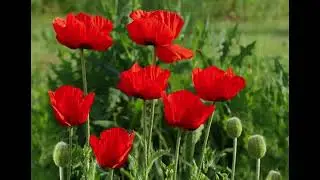 Poppy Flower Meaning - What Do White Poppies Symbolize, Used For Military Personal Why?